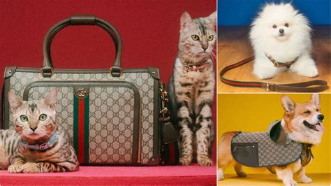 gucci shoes cat design|Gucci pet collection.